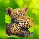 Logo of The Leopard android Application 